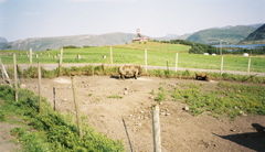 Viking museum.