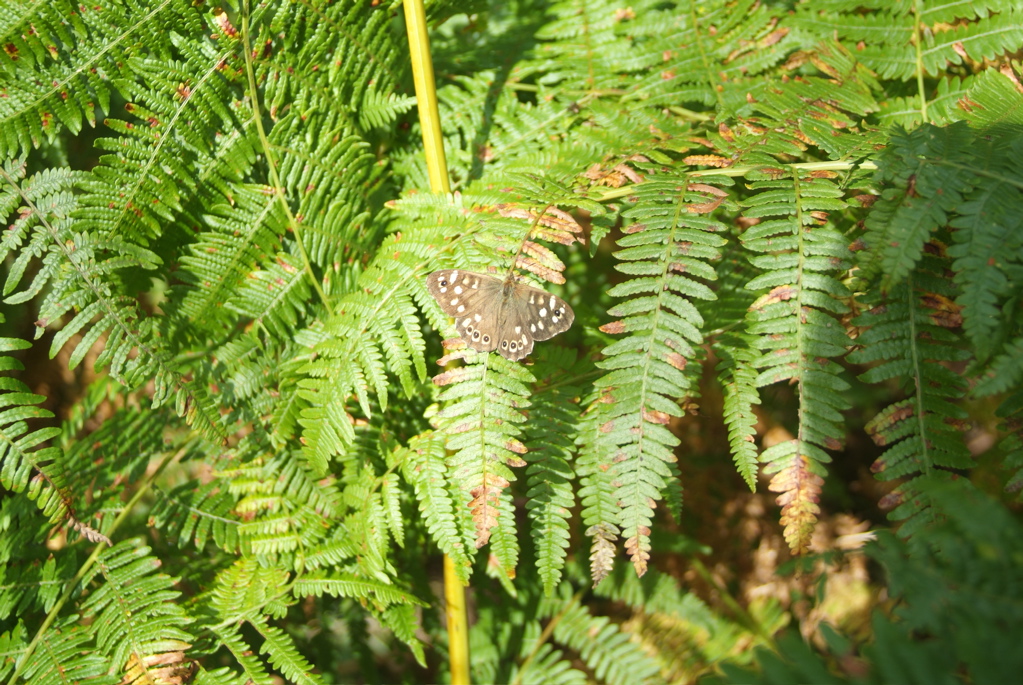 Speckled wood