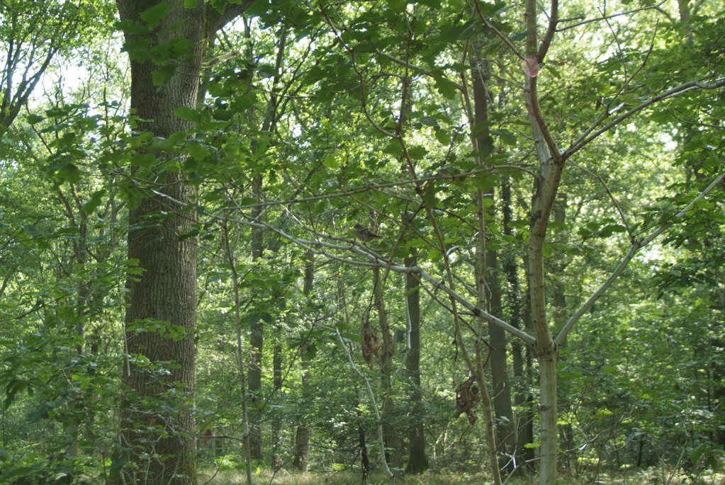 Bird in tree