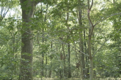 Bird in tree