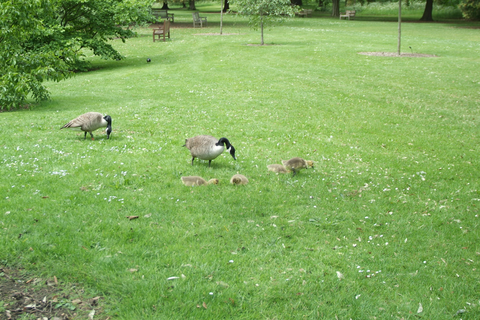 Geese and goslings