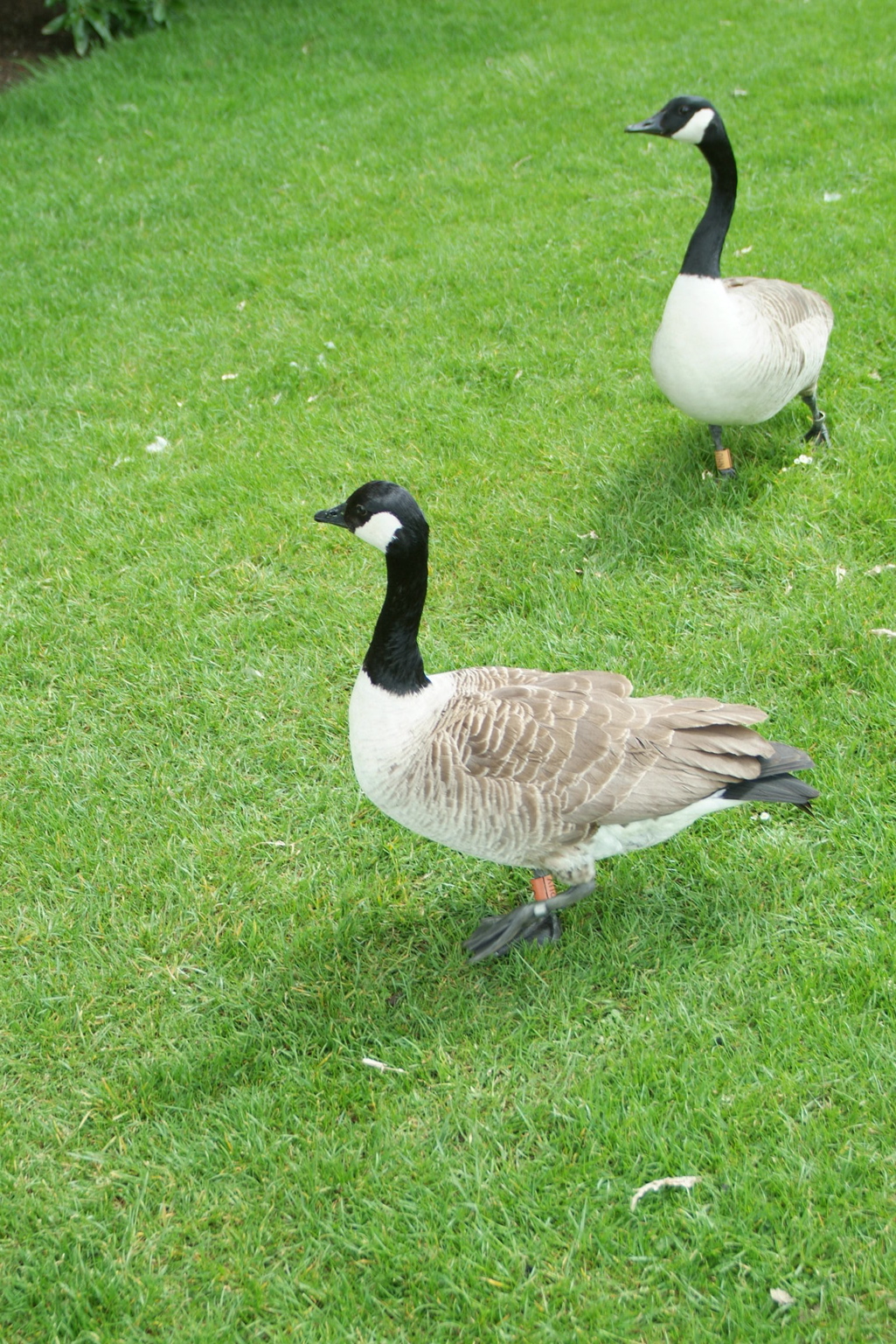 Geese