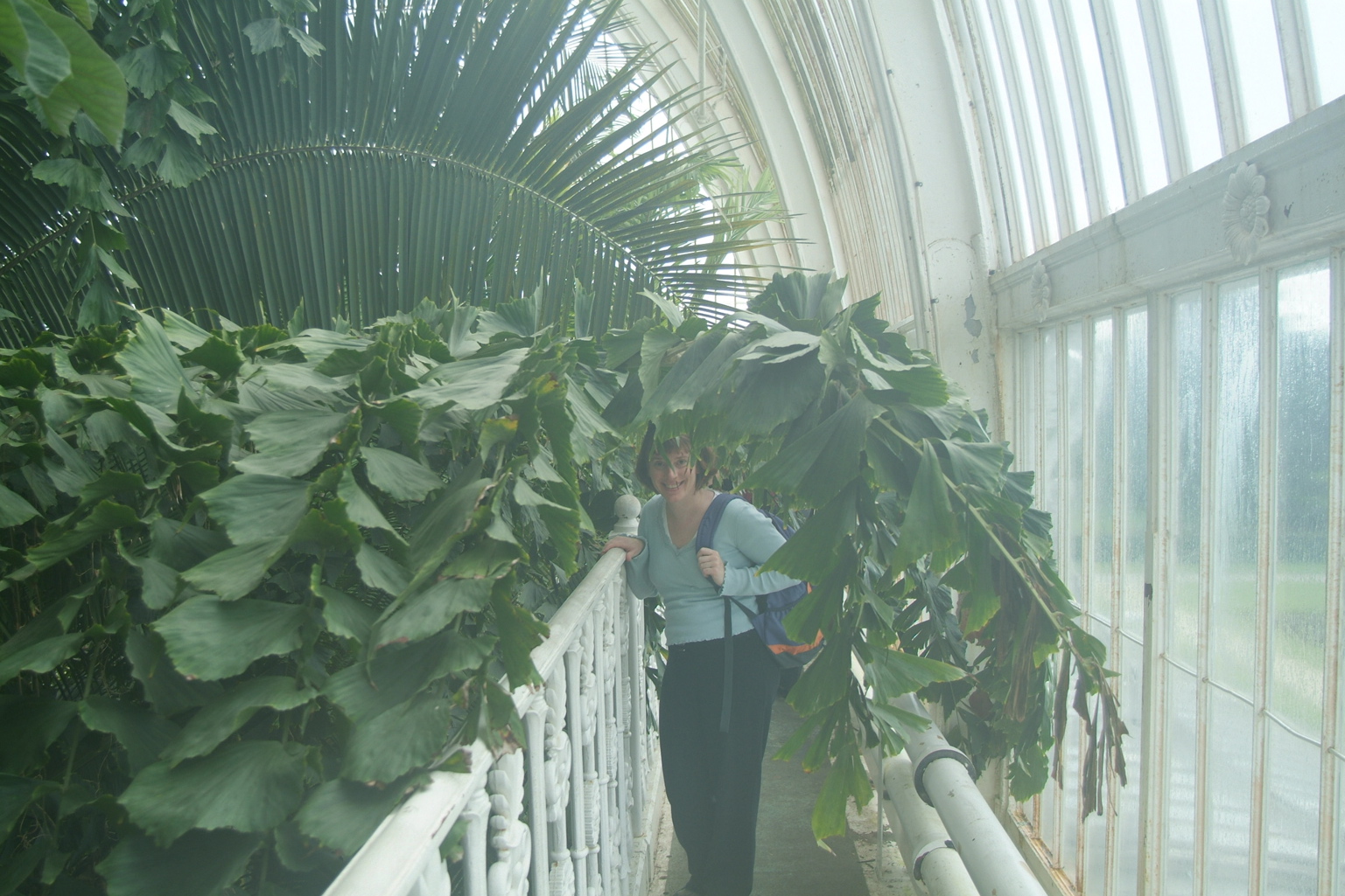 Fog in the Palm House