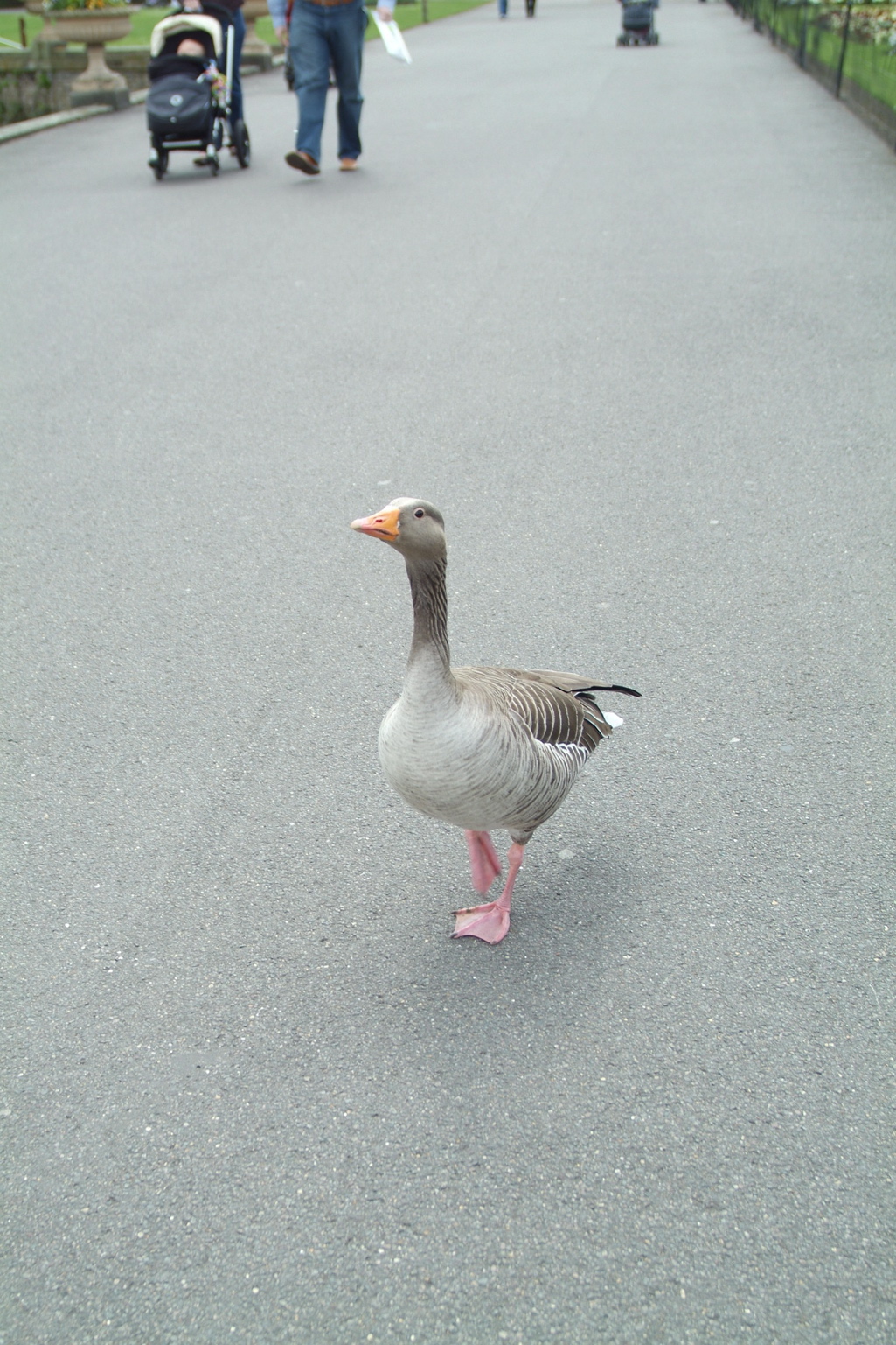 Indignant Goose