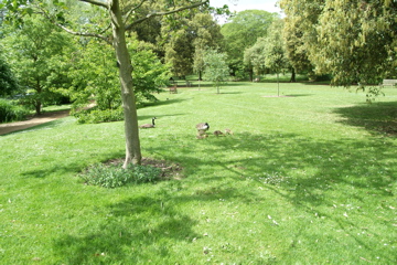 Geese and goslings