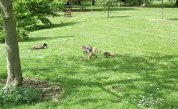 Geese and goslings