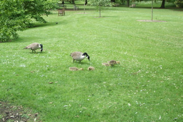 Geese and goslings