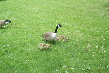 Geese and goslings