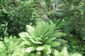 Tree Ferns in the Temperate House