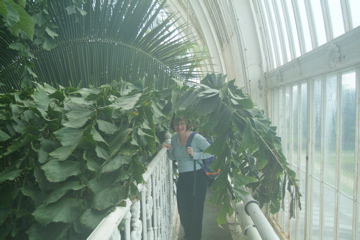 Fog in the Palm House