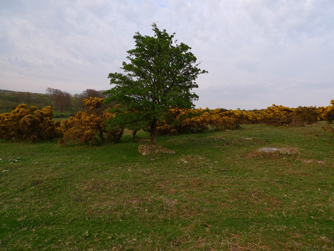 Tree & Gorse