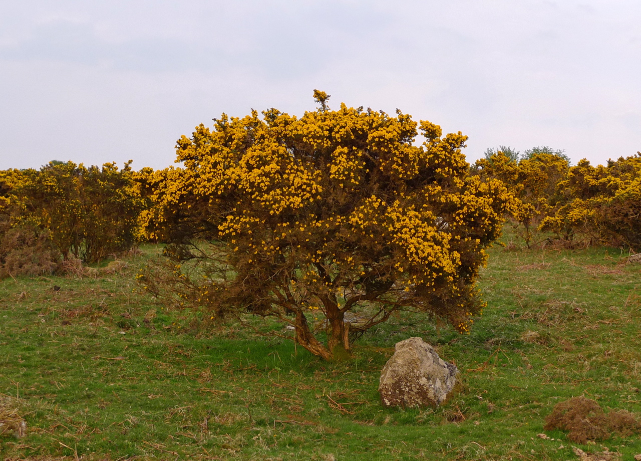 Gorse